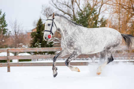 冬天一匹有美丽颜色的马横穿田野图片