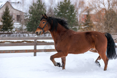 冬季雪上黄褐色美丽马匹图片
