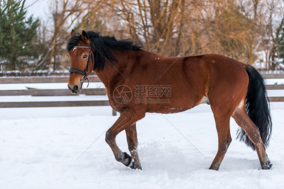 棕色美丽的马在雪中散步图片