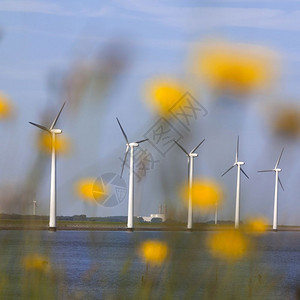 白风涡轮机在阳光明媚的天通过黄色花朵看到时在荷兰河内佛莱沃海岸的蓝色天空对准的白风涡轮机图片