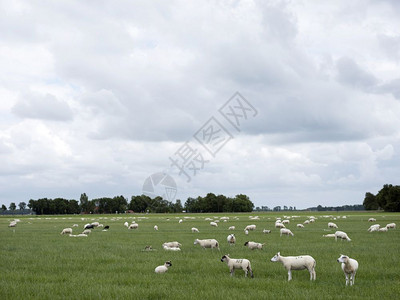 以绿草地放牧的绵羊靠近埃梅洛尔德在古代海变成陆地的dutchnordstper图片