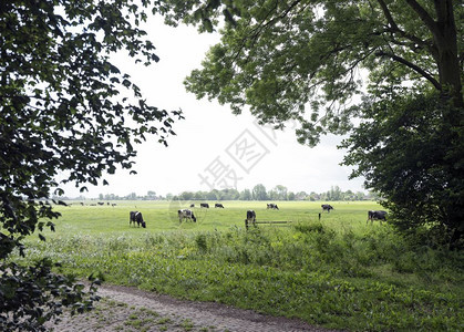 在荷兰河边利散步的奶牛图片
