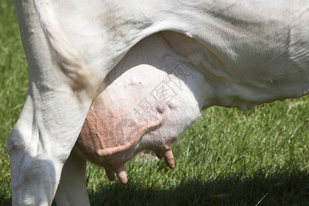 荷兰奶牛乳房近视图图片