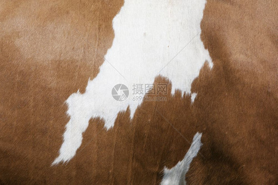 奶牛的背面有棕色和白的抽象型状图片