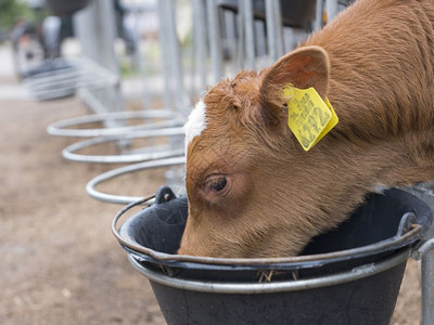 带黄色耳朵标签的年轻棕黄小牛在进食图片