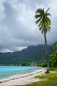 morea岛tm海滩上的棕榈树莫奥拉岛tema海滩上的棕榈树图片
