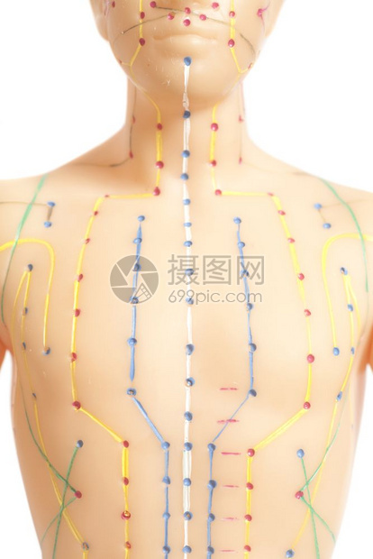 白本人类隔离在底的人体医学针孔切除模型图片