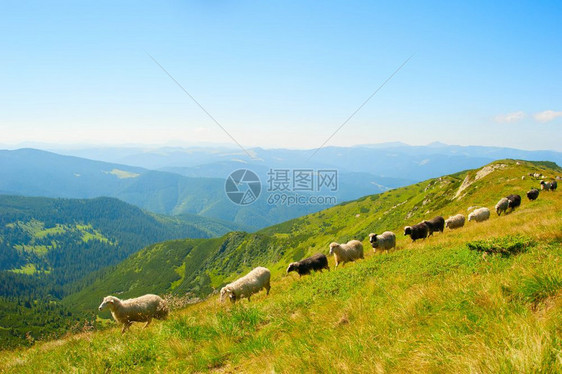 山顶上的牧羊群图片