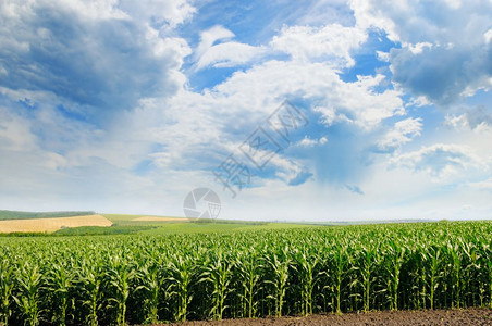 绿地有玉米和蓝云的天空图片