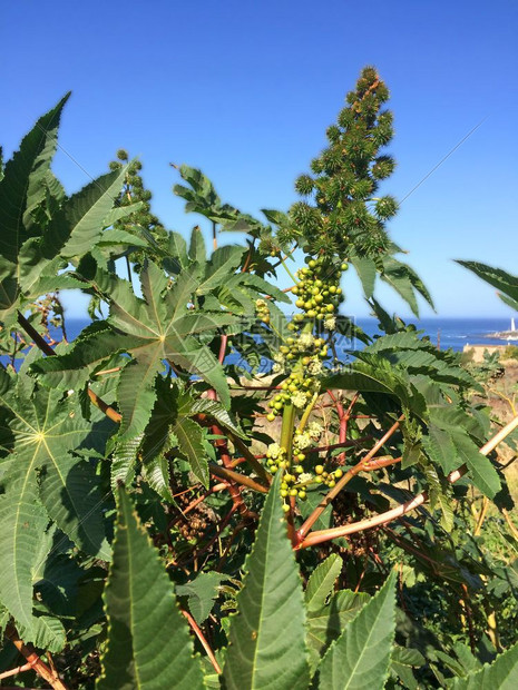 装有圆柱子的蒸汽油厂图片