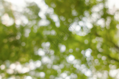 bokeh树枝抽象的春季模糊绿色天然森林背景图片