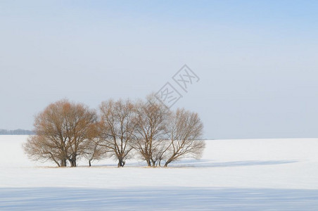 雪中覆盖的田地和树木图片