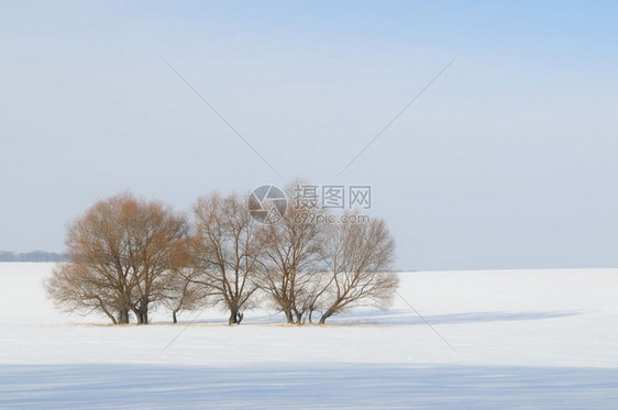 雪中覆盖的田地和树木图片