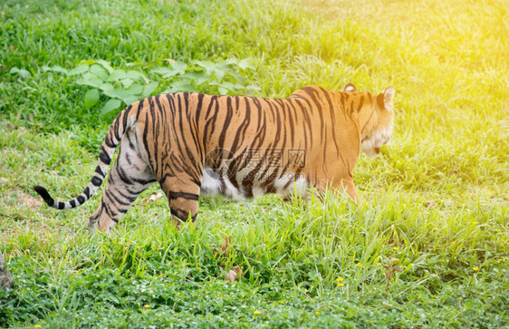 孟加拉虎在青绿草中行走有照明光图片