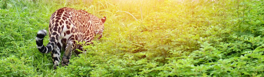 美洲豹在大自然中行走时有照明光图片