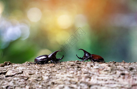准备战斗的甲虫xylotrupsgideonl图片