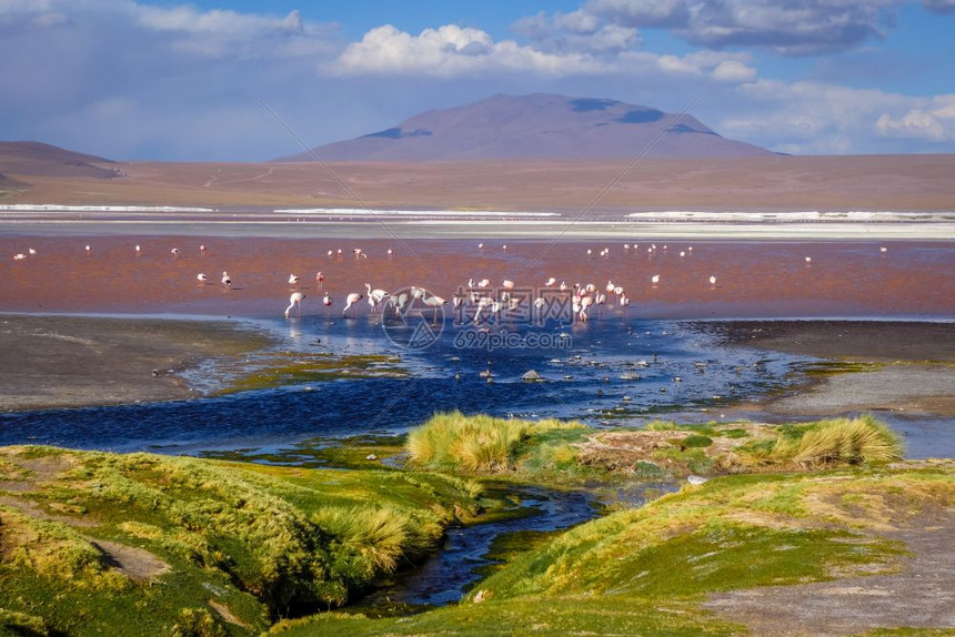 拉古纳本田在南利佩斯高原珍藏爱德华多阿瓦罗亚玻利维亚玻利维亚南利佩斯高原保护区的lagunacolorada图片