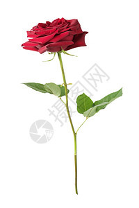 深红的玫瑰花在长树干上绿色叶子与白背景隔绝侧观白色背景红的玫瑰花在白背景上图片