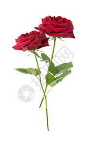 两朵豪华的深红玫瑰绿叶与白色背景隔绝侧观白色背景的红玫瑰图片