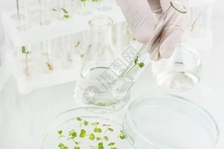 手持橡胶套在实验室内装有带克隆植物封闭装置的试管图片