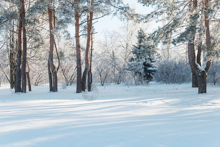 寒冷的冬季公园被雪覆盖图片