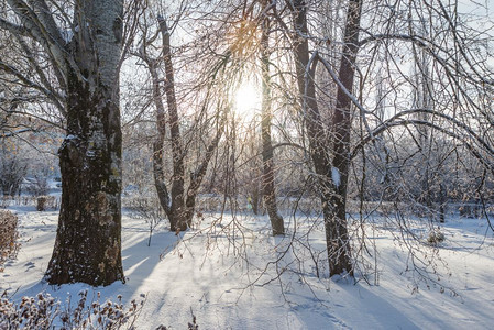 寒冷的清晨阳光照在被雪覆盖的树林图片