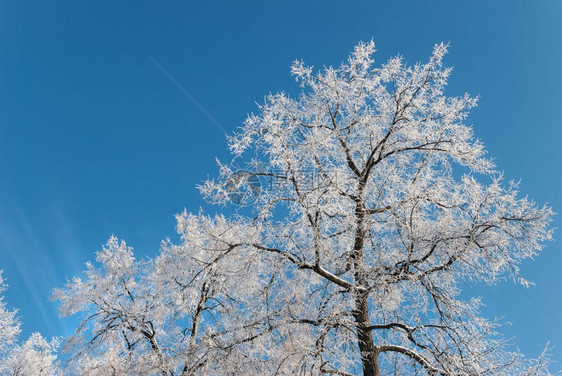 冬树覆盖着白霜在清蓝的天空中图片