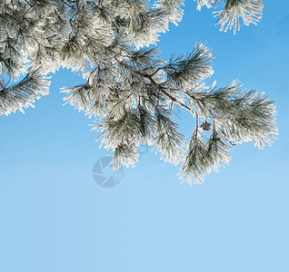 松树枝针头覆盖着浓密的冰霜与蓝色天空相对图片