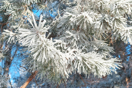 冬季背景松树枝针头覆盖密的胡萝卜霜紧闭图片