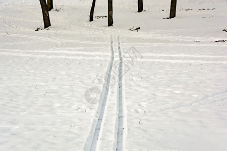 树上积雪的橇图片
