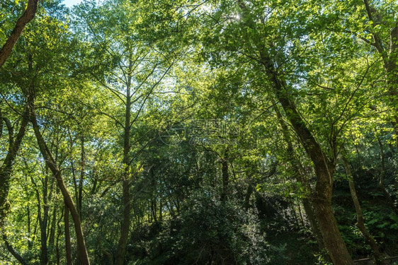 阳光照亮了高树的绿色顶在一片清森林的全景中图片