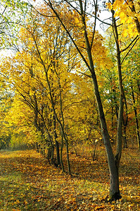 秋林和黄树叶图片