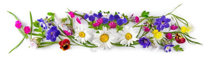 框由香菊花紫罗兰朵和组成图片