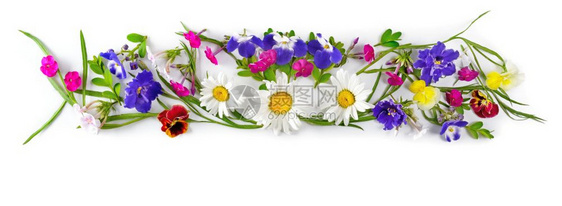框由香菊花紫罗兰朵和组成图片
