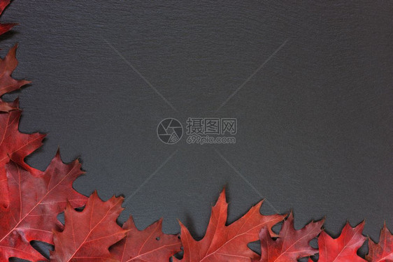 红橡树色秋叶的光天框架其背景是黑石带有复制空间图片