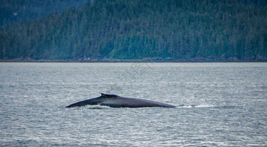 在最喜爱的阿拉斯卡频道观看鲸鱼图片