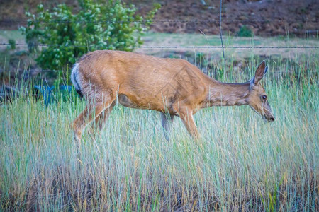 在野外放牧的蒙大拿红鹿图片