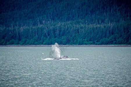 在最喜爱的阿拉斯卡频道观看鲸鱼图片