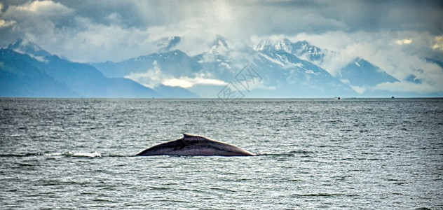 阿拉斯卡旅行目的地观鲸探险图片