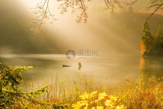 美丽的风景有秋色阳光照耀和雾在湖森林上大惊小怪德国完美的秋天概念图片