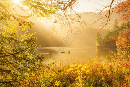 在巴伐利亚森林德国阿尔卑斯山和普西湖的阳光照耀着多彩的秋天风景图片