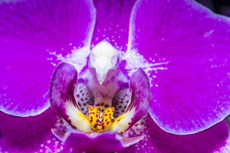 兰花开紫图片