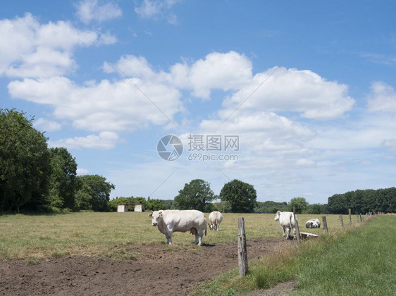 白奶牛站在农村的草地上图片