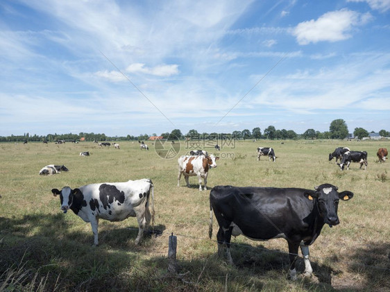 黑奶牛站在农村的草地上图片