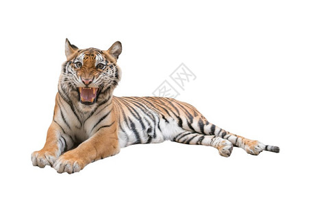 白色背景孤立的雌孟加拉虎图片