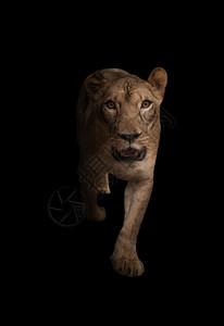 黑暗背景中的非洲女狮子图片