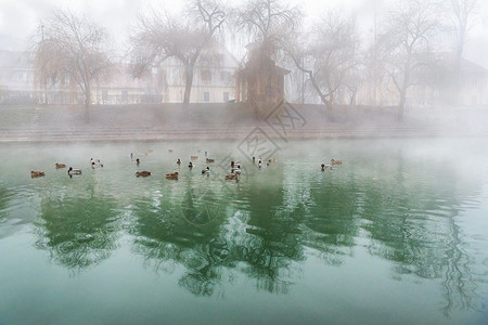一群野鸭坐在湖边穿过斯洛维尼亚卢布尔雅那的首都有着惊人的绿色图片
