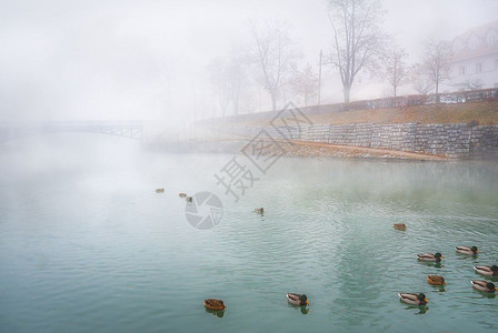 横跨斯洛维尼亚卢布尔雅那首都的多彩河流被寒雾笼罩一群野鸭在河上漂浮图片