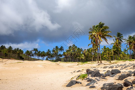 东岛阿奈克纳海滩西岛阿内克纳海滩的棕榈树图片