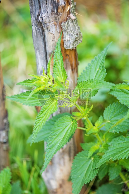 木栅栏上刺的网